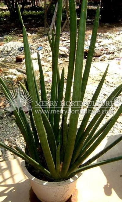 Sanservieria stuckyii